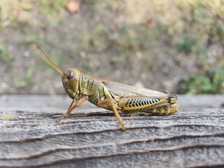 grasshopper on the ground, green grasshopper