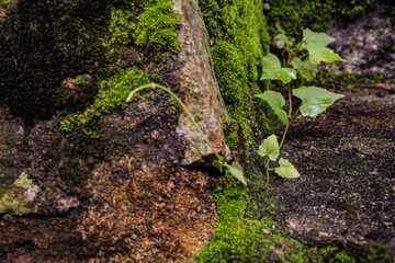 Heart-shaped ivy plant on the mossy rocks