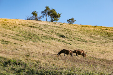 都井岬に生息する野生馬の御崎馬