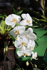 A close-up showcasing the beauty of the white Phalaenopsis amabilis hybrid, also known as the moon orchid or moth orchid at orchidirium balikpapan,  It is widely cultivated as a decorative houseplant