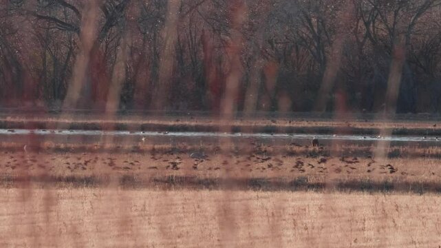 Huge Flock of Red Winged Black Birds Bosque Del Apache