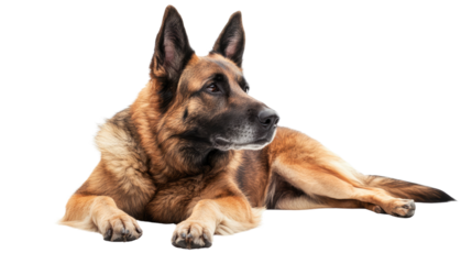 Loyal Companion: A majestic German Shepherd exudes poise and alertness while resting peacefully. Its intelligent eyes and commanding presence create an image of trust, companionship.