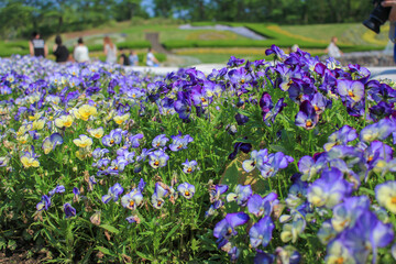 Obraz premium 宮城 みちのく公園のお花畑 Flower fields at Michinoku Park in Miyagi