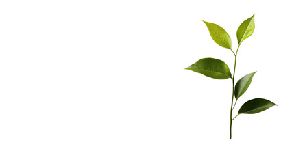 Obraz premium A Serene Branch of Green Leaves: Delicate leaves on a slender branch, representing freshness and vitality. This minimalist image offers a clean and natural aesthetic.