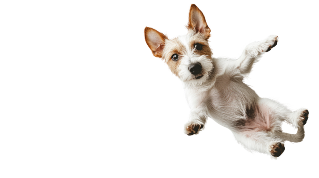 Playful Pup in Mid-Air: A cheerful Jack Russell Terrier, suspended mid-air, expresses joyful exuberance, suggesting freedom, energy, and the unconditional love of a pet.