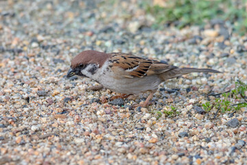 Fototapeta premium Eurasian Tree Sparrow Foraging on Gravel