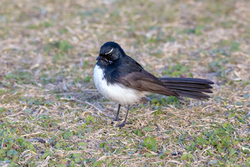 Willie Wagtail Standing on Dry Ground
