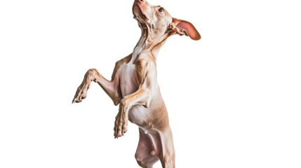 Whimsical Canine Pose: A slender dog strikes a playful pose, standing upright with an air of curiosity, ears perked and eyes gazing upwards.