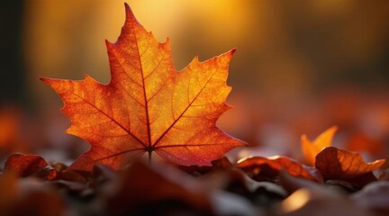Autumnal Leaf Illuminated by Golden Sunlight on a Bed of Fallen Leaves