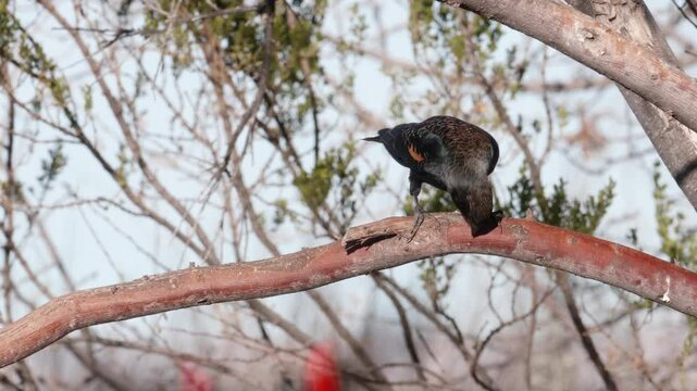 Female Red Winged Black Bird on a Branch