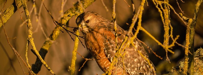 Red-shouldered hawk in sunlight