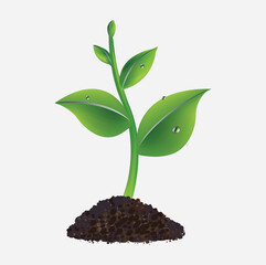 plant growing from soil