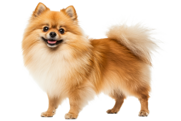 Pomeranian dog standing happily in bright light