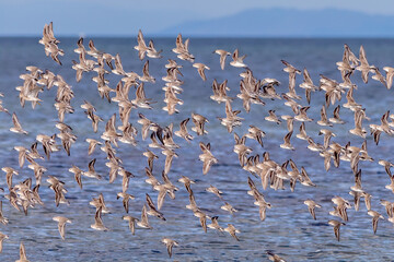 Flock of Red-necked Stints in Flight Over Water