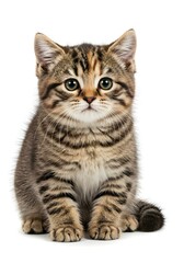 Obraz premium Adorable Tabby Kitten Sitting Studio Portrait