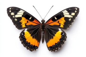 Obraz premium Striking Black Orange Butterfly - Vibrant butterfly on white, symbolizing nature, transformation, beauty, freedom, and fragility. A perfect for nature and design projects