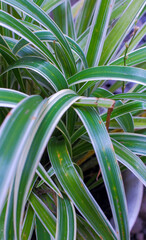 Spider plant (Chlorophytum comosum) in a pot as a garden decoration
