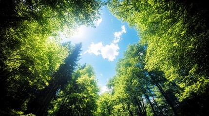 Lush Green Forest Canopy  Sunlight Through Trees  Summer Nature Scene