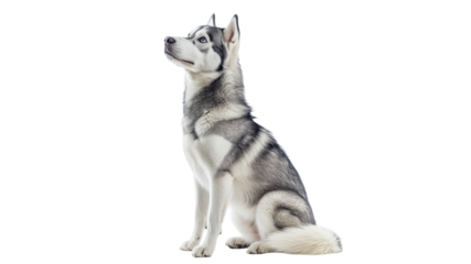 Beautiful Siberian husky sitting elegantly indoors