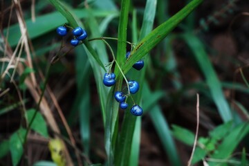 blue fruit
