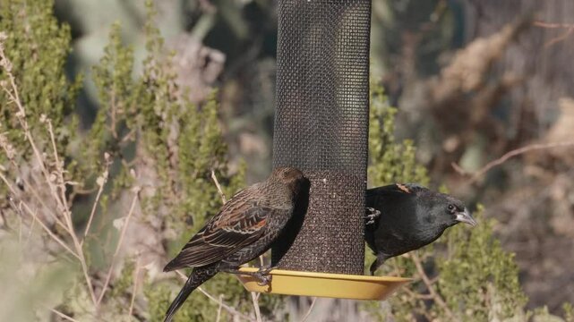 Red Winged Black Birds Fighting over Bird Feeder