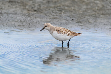 Red-necked Stint Wading in Rippling Water