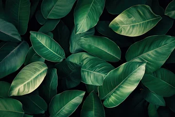Wall murals Lush green leaves, tropical background, overhead view, nature texture, design element