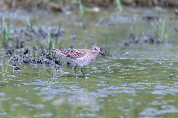 Sharp-Tailed Sandpiper in Shallow Water