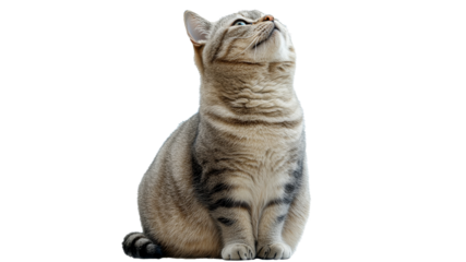 Cute tabby cat gazing upward with curiosity