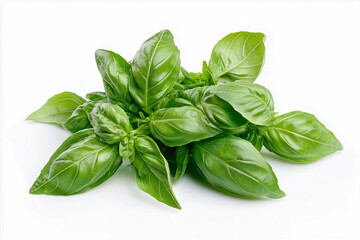 Fototapeta premium A fresh bunch of basil, isolated on a white background