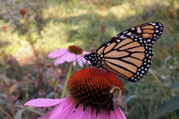 Monarch Butterfly on pink Echinacea