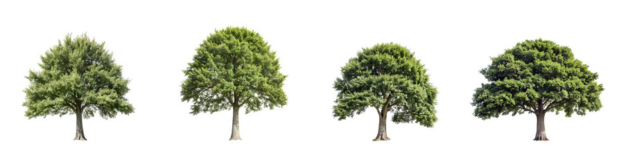 Fototapeta premium Full-Bodied Green Tree with Dense Canopy