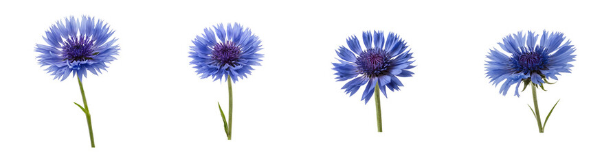 Elegant Blue Cornflower on Transparent Background