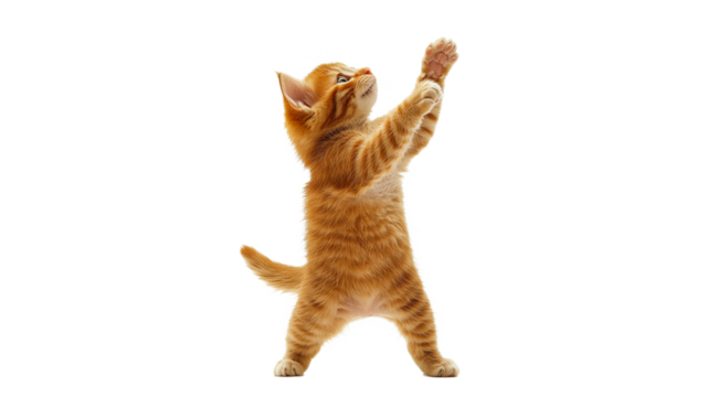 Curious kitten reaching up in playful gesture