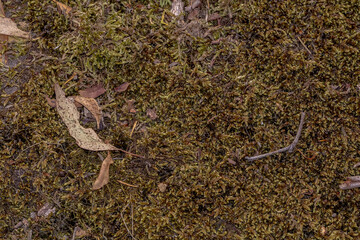 Green Moss Texture Background