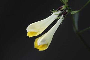 Flowers of common cow wheat