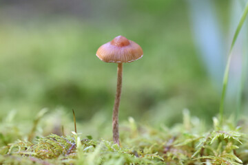 Conocybe velata, also called Pholiotina velata, commonly known as veiled conecap, mushroom from Finland