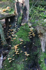 Climacocystis borealis, bracket fungus from Finland, no common English name