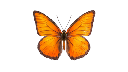 Beautiful orange butterfly with detailed wings
