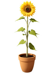 Obraz premium Sunflower (Helianthus annuus) Tall plant with large, vibrant yellow flowers, often grown for ornamental purposes. Sunflowers are potted in large
