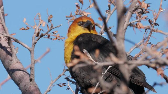 Yellow Headed Blackbird in Tree