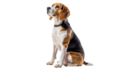 Beagle dog sitting and looking curiously indoors