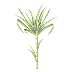 Sugar cane stalk with leaves. Bamboo. Hand drawn watercolor illustration isolate. Fresh sweet ripe stem for sugar production. Ingredient for rum, alcoholic drink. Clipart for food industry, packaging.