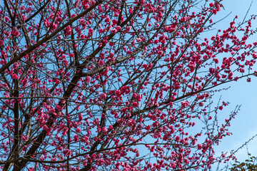 View of the red plum flowers