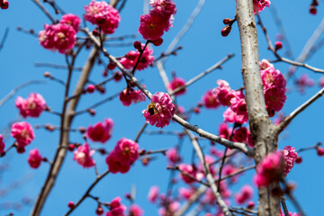 close-up of the red plum flowers