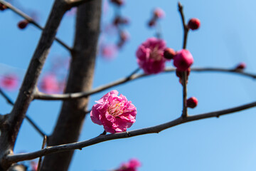 close-up of the red plum flowers