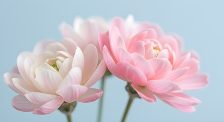 Obraz premium Chrysanthemum Flowers Blooming Against a Serene Light Blue Background