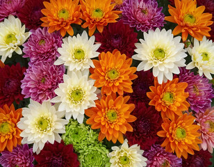 Flowers wall background with amazing red, orange, pink, purple, green, and white chrysanthemum flowers, Wedding decoration, handmade beautiful wall background,  bunch of flowers