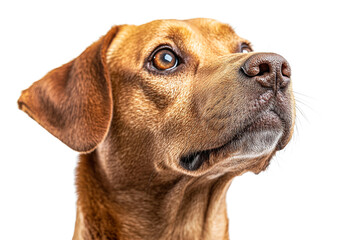 Obraz premium Alert dog with expressive eyes in studio