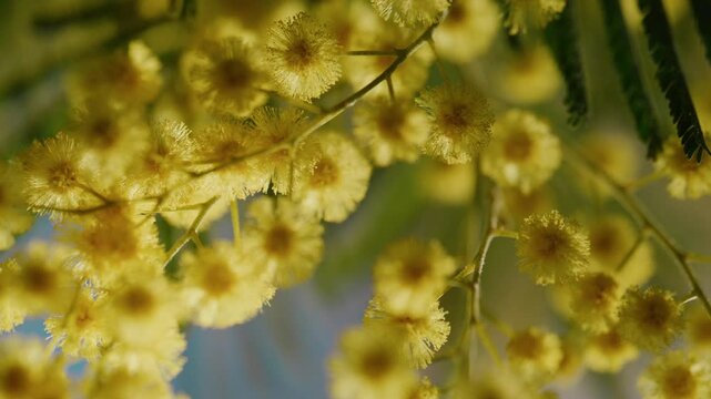 close shot of yellow mimosa flowers on a sunny day, creamy bokeh